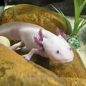 Axolotl - Rainforest Adventures