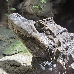 Spectacled Caiman - Rainforest Adventures