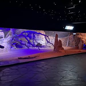 Dwarf mongoose enclosure