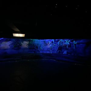 Three-banded armadillo and woylie enclosure