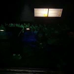 Moholi Bushbaby and Guinea pig enclosure