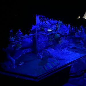 Striped skunk enclosure