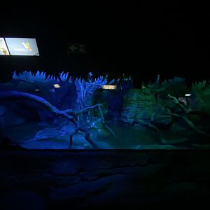 1st half of binturong enclosure