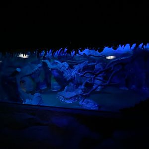 2nd half of binturong enclosure