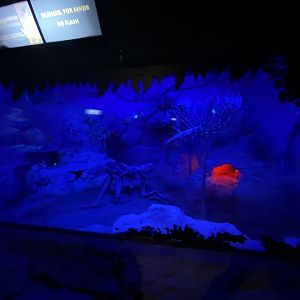 Fennec fox enclosure