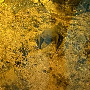 Egyptian fruit bat image 2