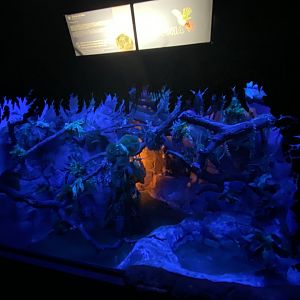 New Guinea ground cuscus enclosure