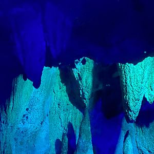 Seba’s short-tailed bat