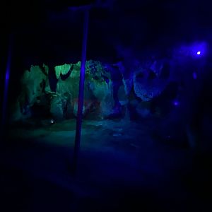 Seba’s short-tailed bat enclosure