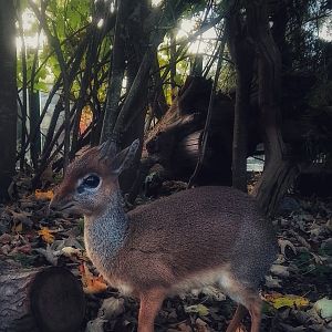 Kirk's dik-dik