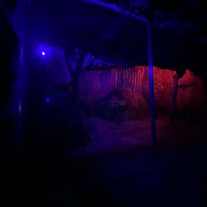 2nd Egyptian fruit bat enclosure