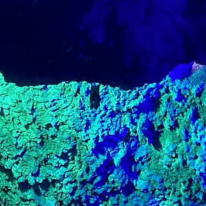 Seba’s short-tailed bat image 2