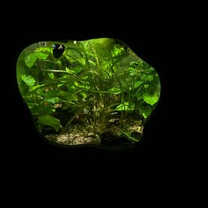 Unsigned aquarium