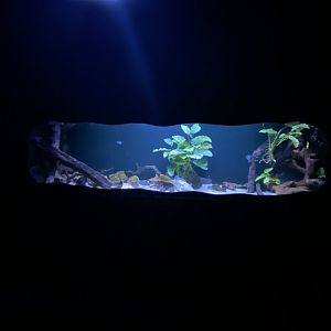 Fahaka pufferfish aquarium