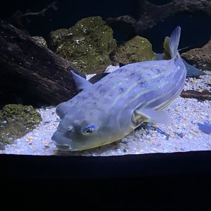 Fahaka puffer fish