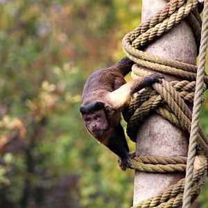 Brown Capuchin