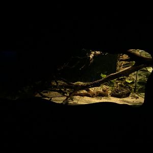 Elephant-nosed fish aquarium