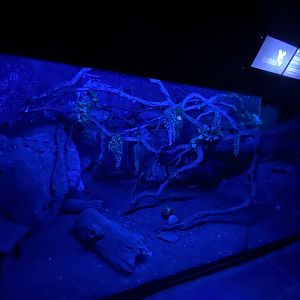 Tamandua and woylie enclosure