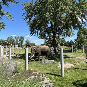 Tutume the African Elephant