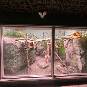 Rock Hyrax exhibit in Afrika Pavillion