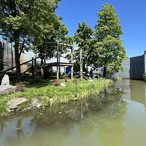 Half of the Western lowland gorilla exhibit
