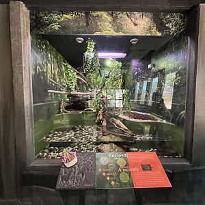 Green anaconda exhibt