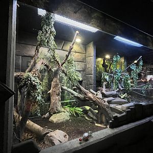 Boa Constrictor exhibit