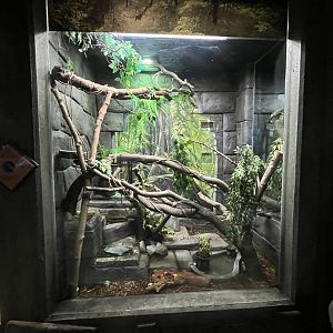 Plumed Basilisk exhibit