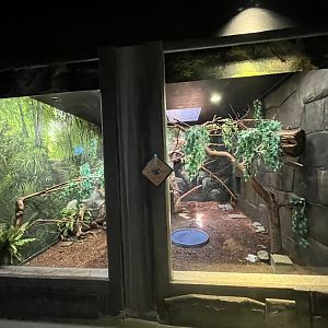 Common Marmoset Exhibit