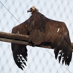 Cinereous vulture (Aegypius monachus), 2024-03-20