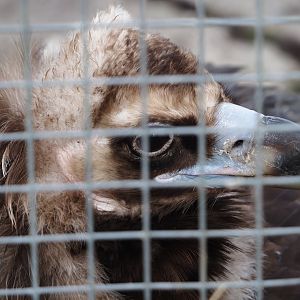 Cinereous vulture (Aegypius monachus), 2024-03-20