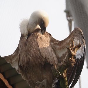 Western Eurasian griffon vulture (Gyps fulvus fulvus), 2024-03-20