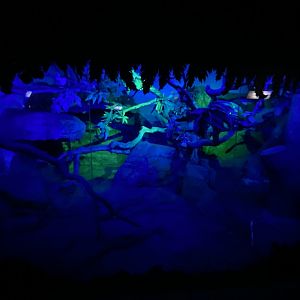 1st half of African crested porcupine enclosure