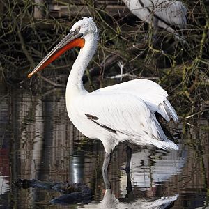 Dalmatian pelican (Pelecanus crispus), 2024-03-20