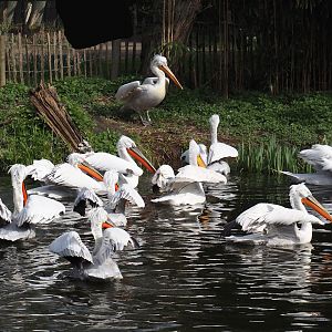 Dalmatian pelicans (Pelecanus crispus), 2024-03-20