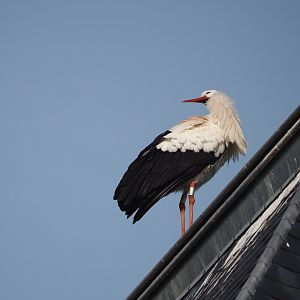 European white stork (Ciconia ciconia), 2024-03-20