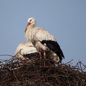 European white stork (Ciconia ciconia), 2024-03-20