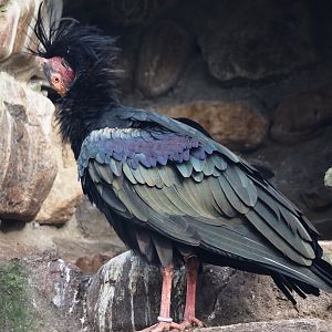 Waldrapp (Geronticus eremita), 2024-03-20