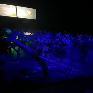 2nd half of African crested porcupine enclosure