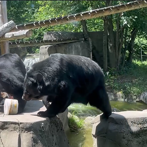Phong the Asiatic black bear(right) stealing the ice cube from Cannelle(left)