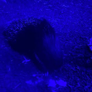 African crested porcupine