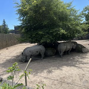 Hazina and Alice(white rhino) hiding in the shade