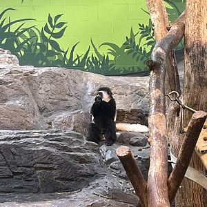 Baby Kito the black and white colobus