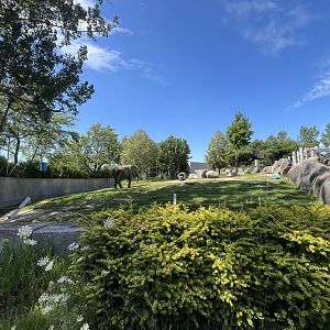 Thandi(I believe) the African Elephant in first habitat