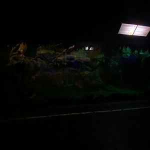 Prehensile-tailed porcupine and Moholi Bushbaby enclosure