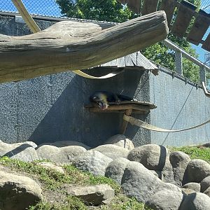 Tumbili(I believe) the Mandrill sleeping in the shade