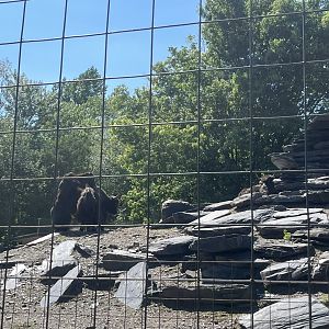 Yak trying to climb on another