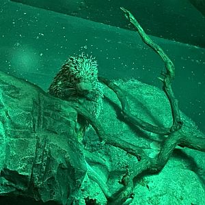 Prehensile-tailed porcupine