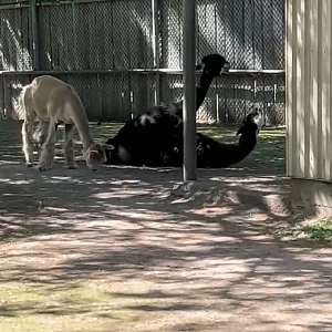 Alpaca mating another one.