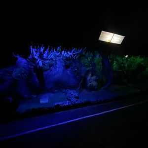 Beech Martin enclosure